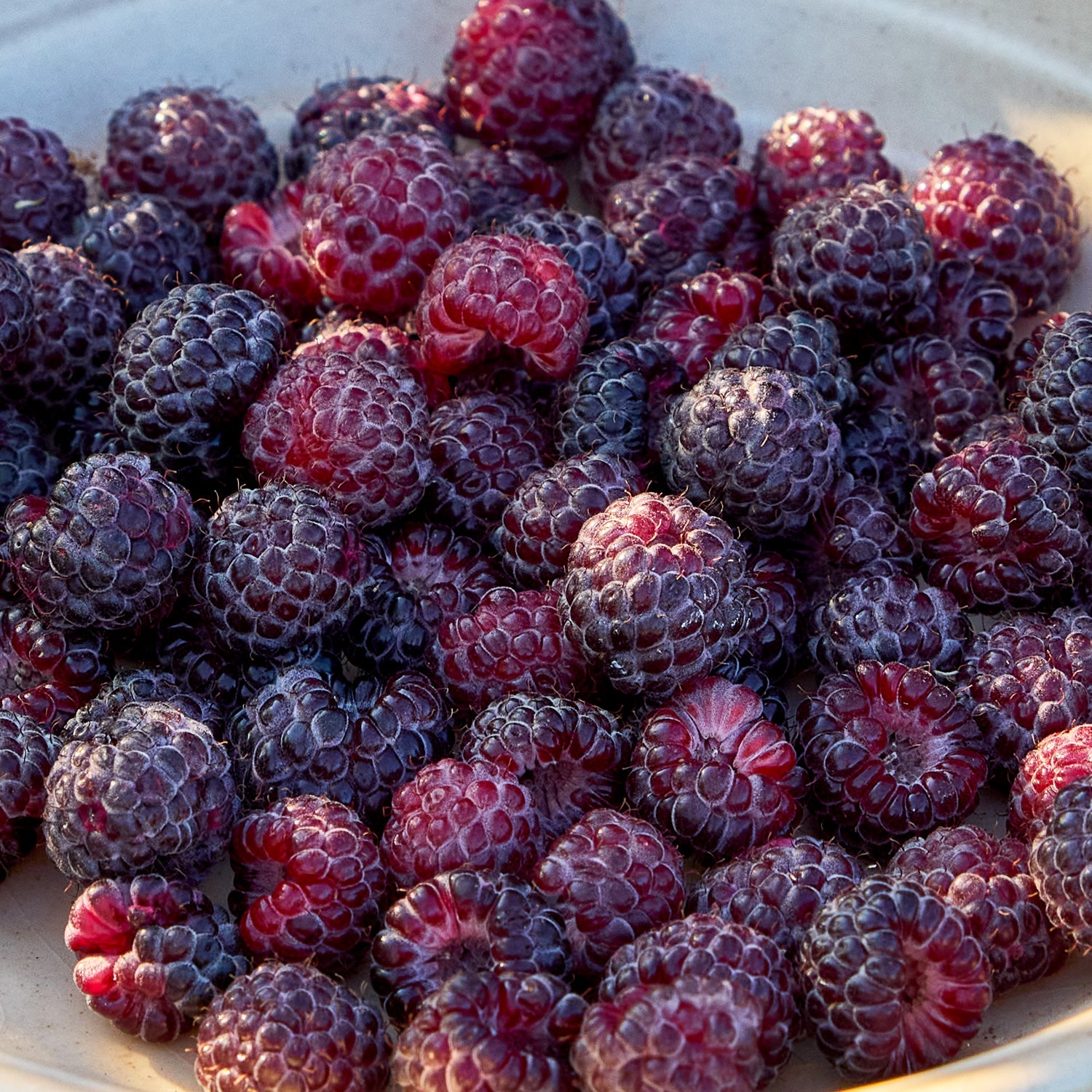 Tahi Raspberry