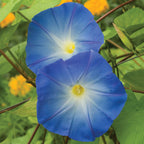Heavenly Blue Morning Glory