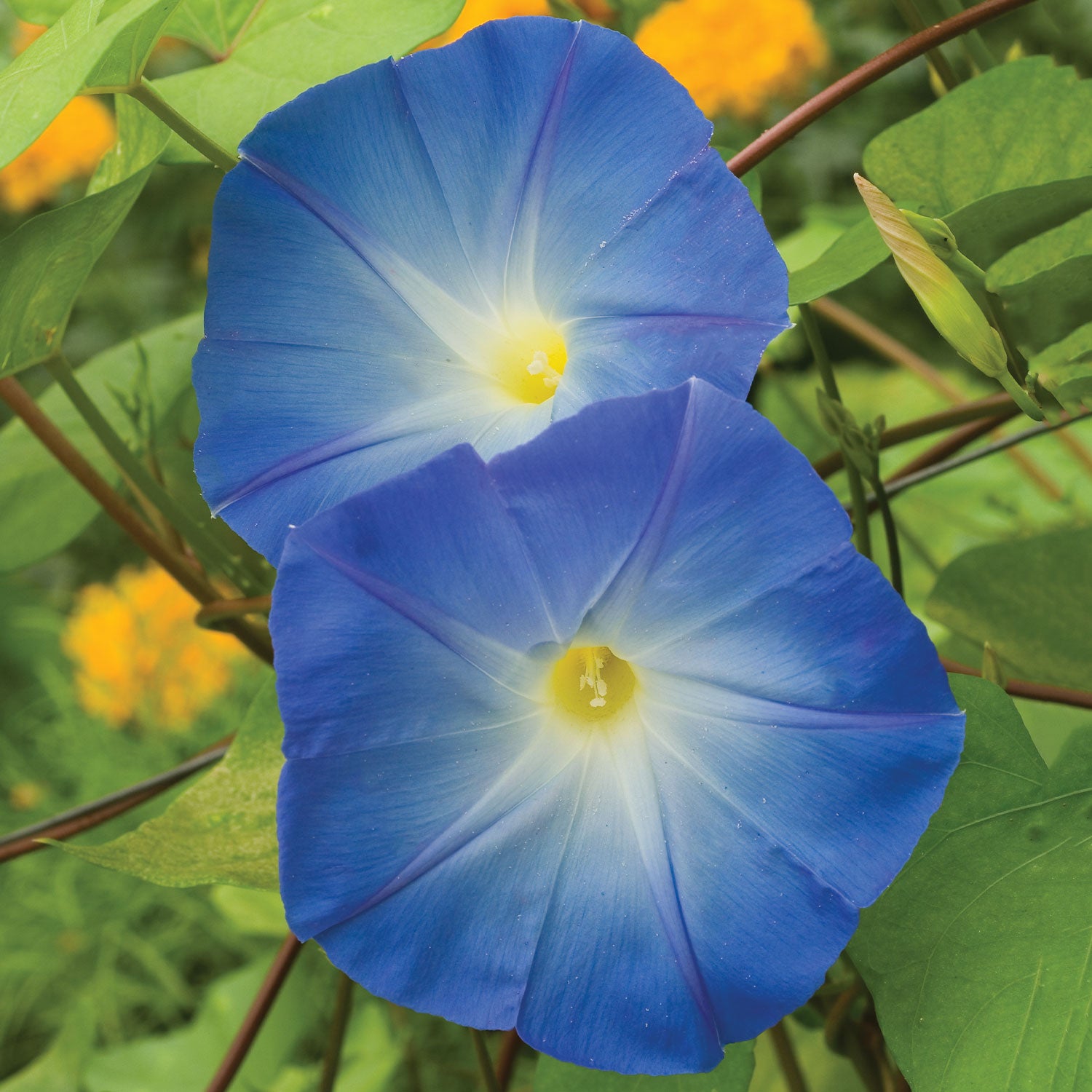 Heavenly Blue Morning Glory