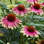 Sweet Sandia Echinacea