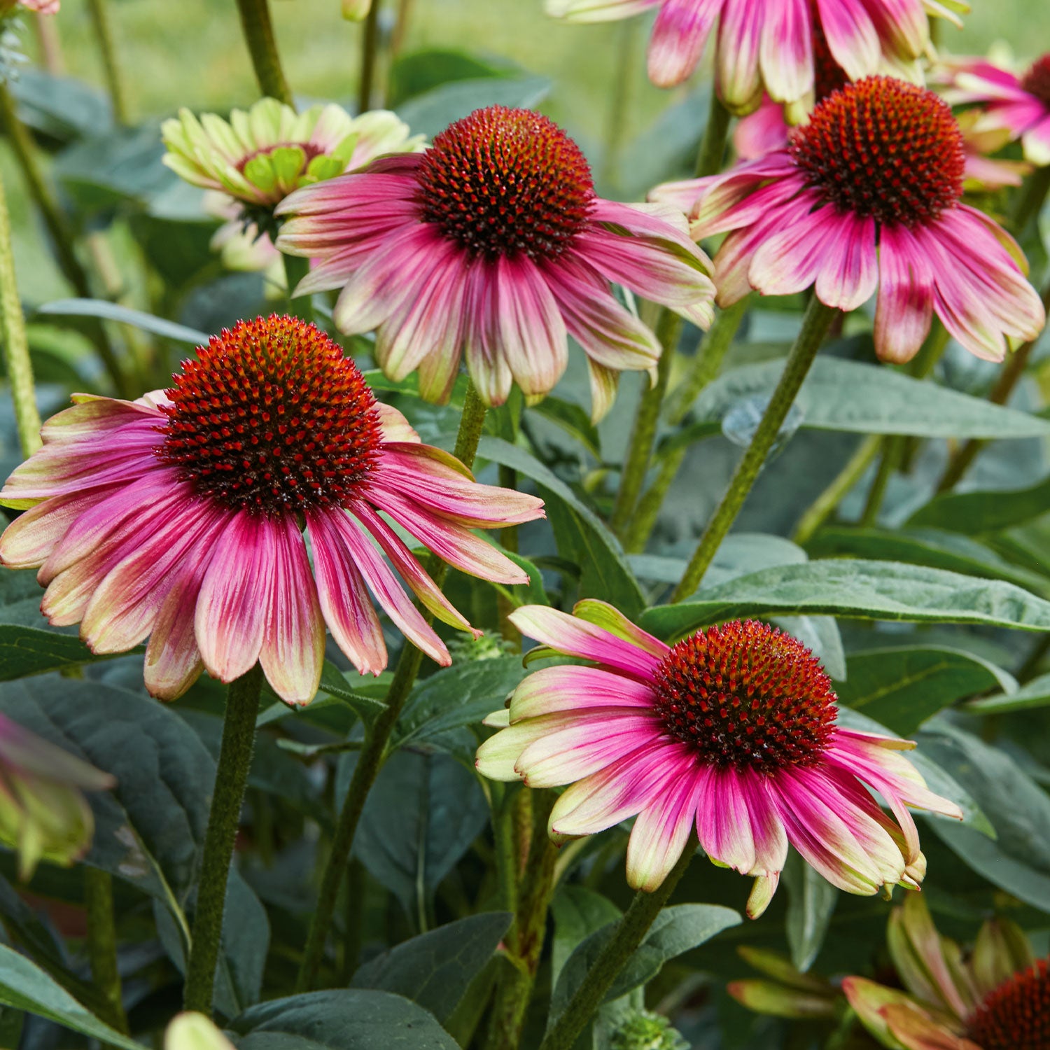 Sweet Sandia Echinacea