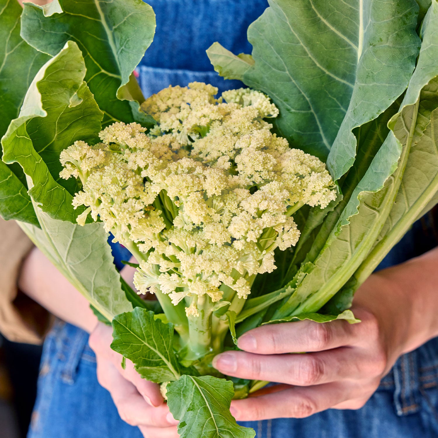 Fioretto 60 Cauliflower