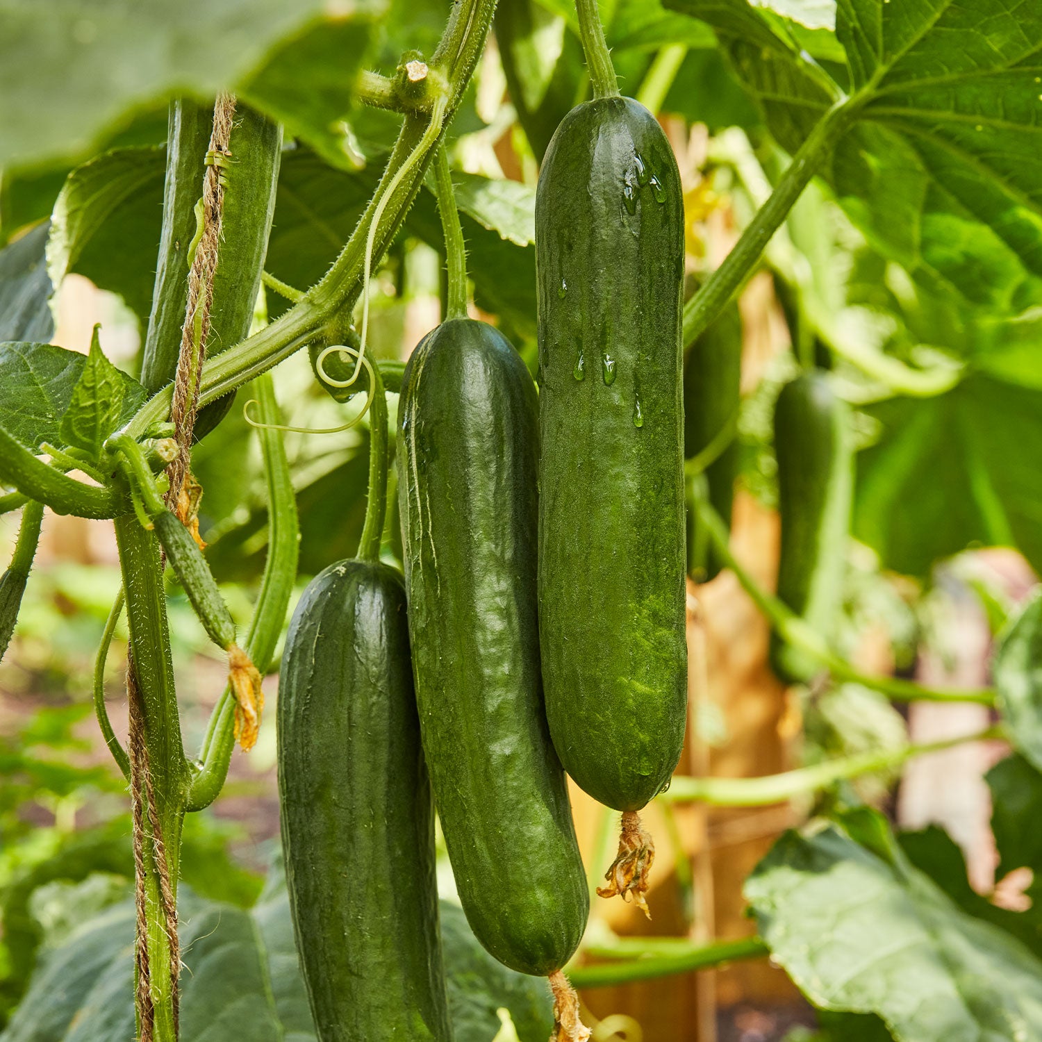 Merlin Cucumber