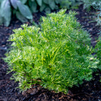 Green Dream Parsley