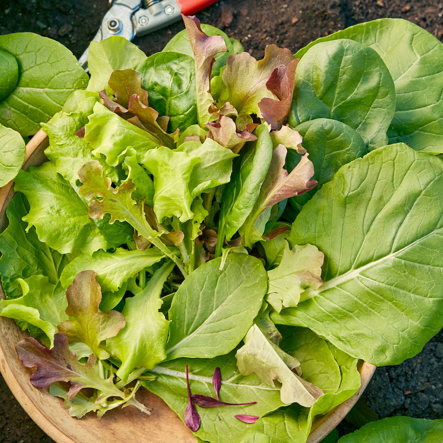 Sweet Salad Mix Mesclun