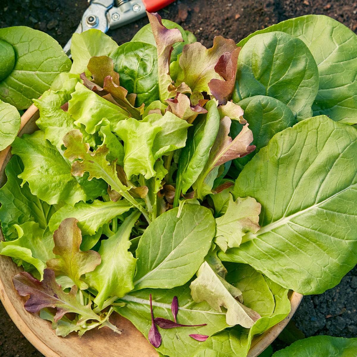 Sweet Salad Mix Mesclun