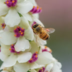 Snowy Spires Verbascum