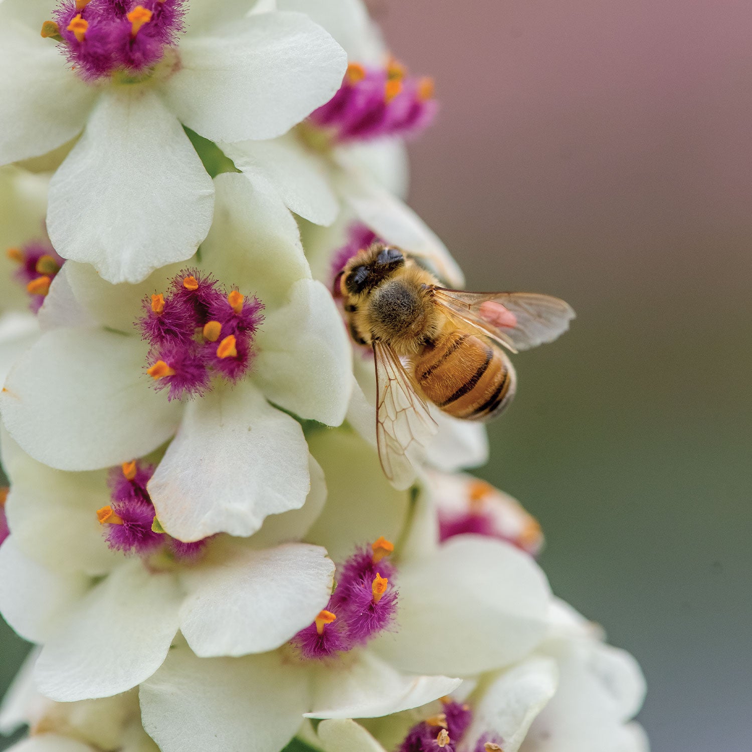 Snowy Spires Verbascum