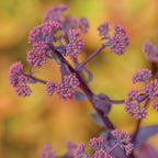 Oriental Dancer Sedum Bare Root