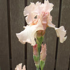 Beverly Sills Iris Bare Roots