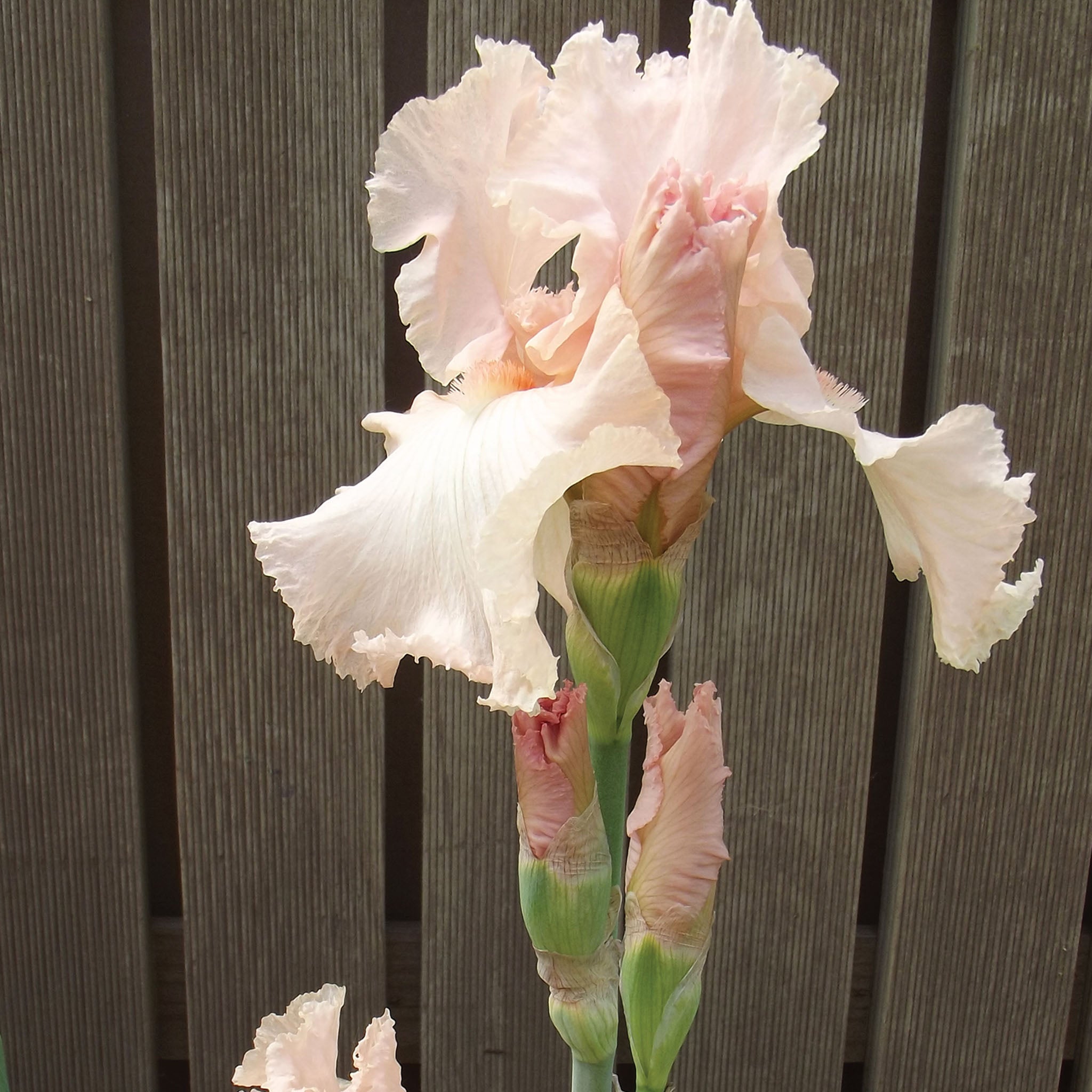 Beverly Sills Iris Bare Roots