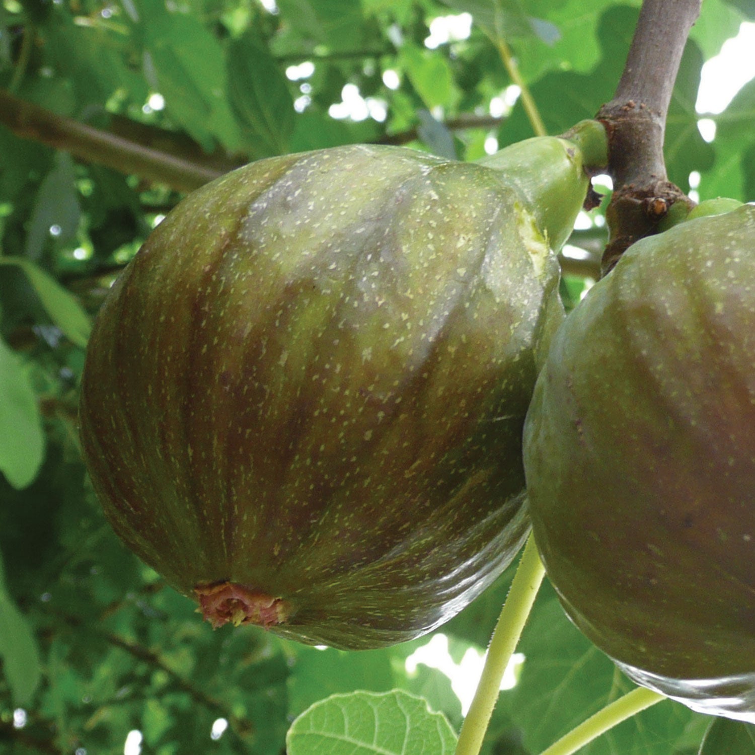 Olympian Fig