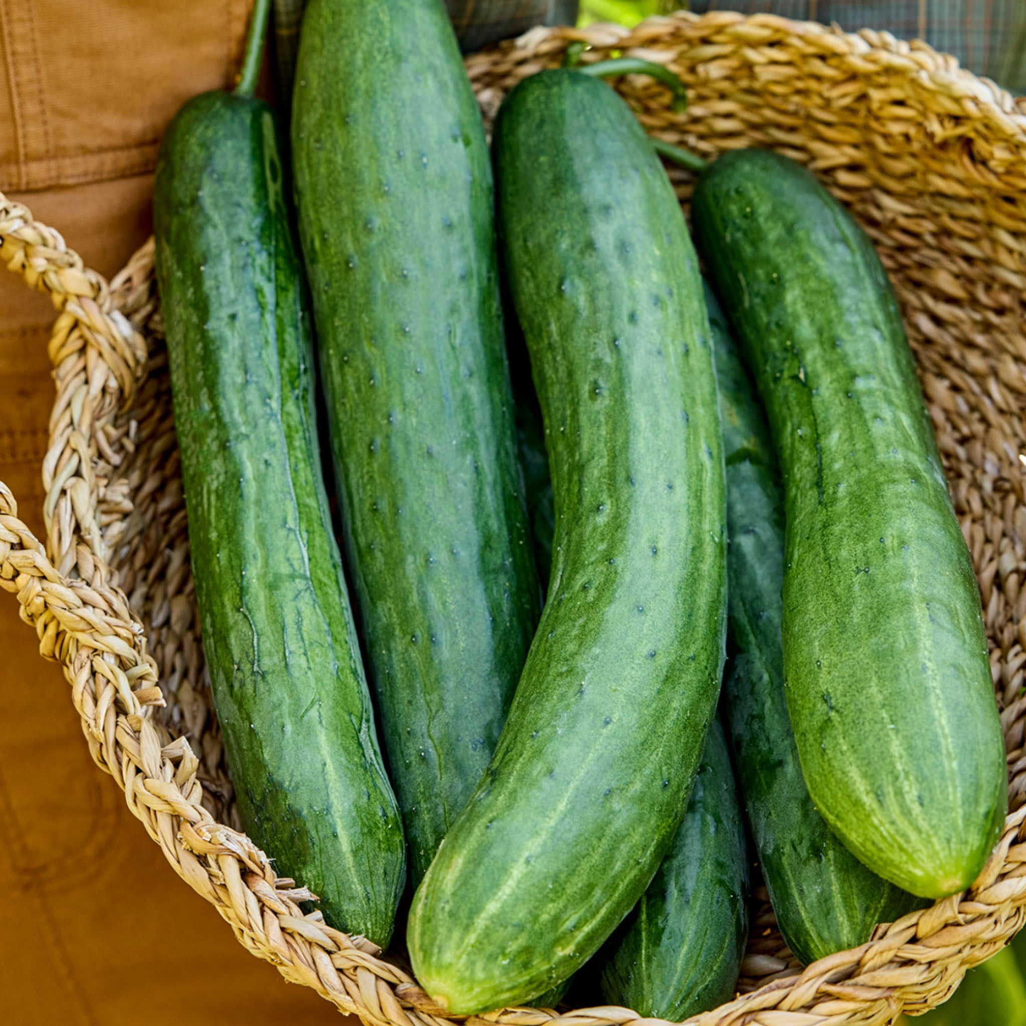 Sweet Success Cucumber