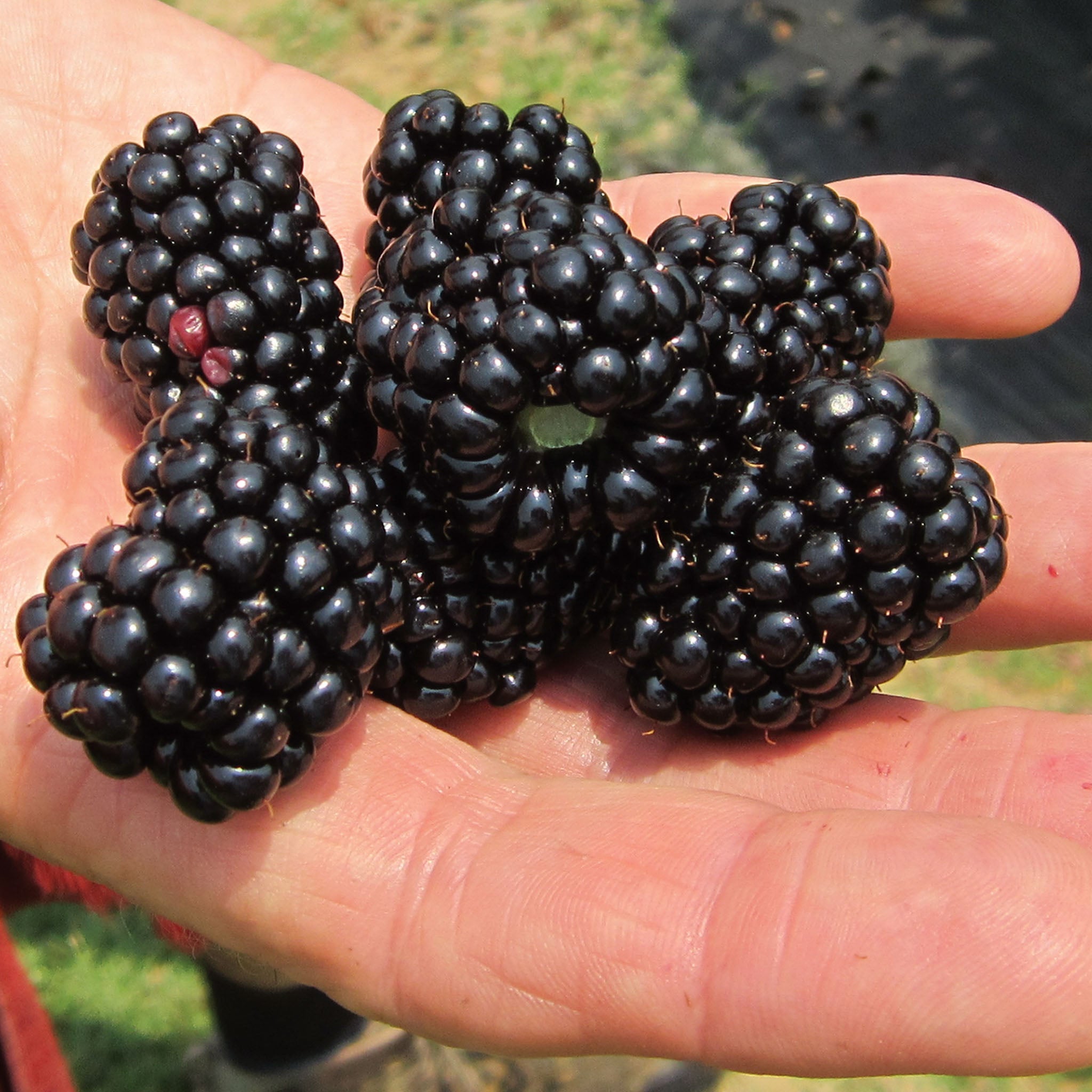 Natchez Blackberry