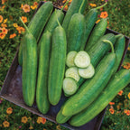 Lunchbox Cucumber