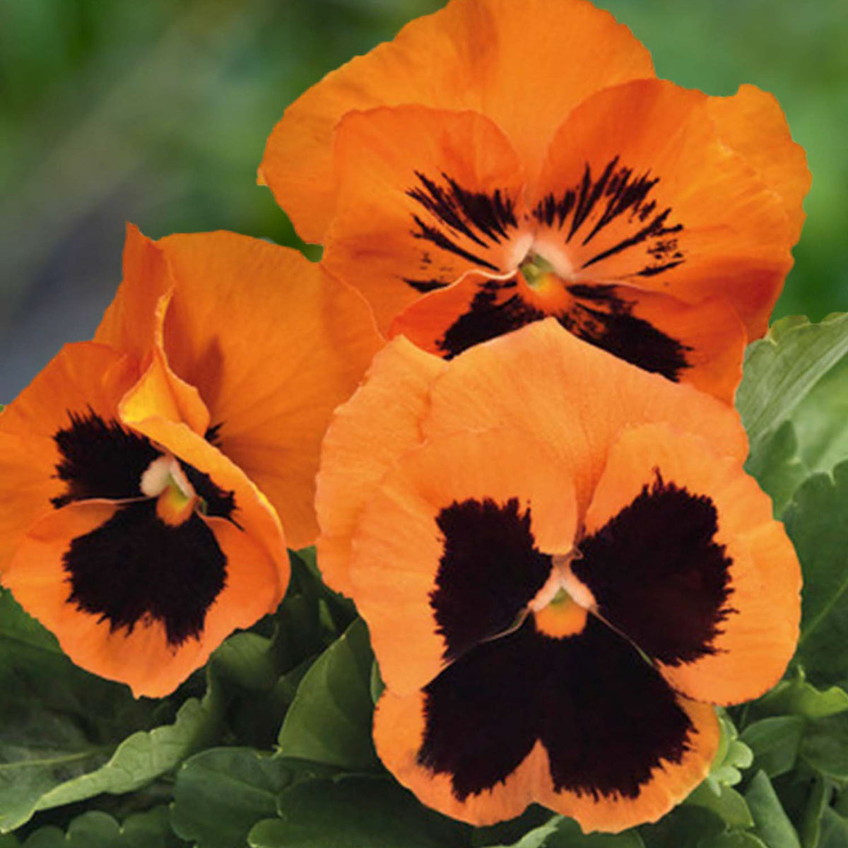 Inspire Plus Orange Blotch Pansy