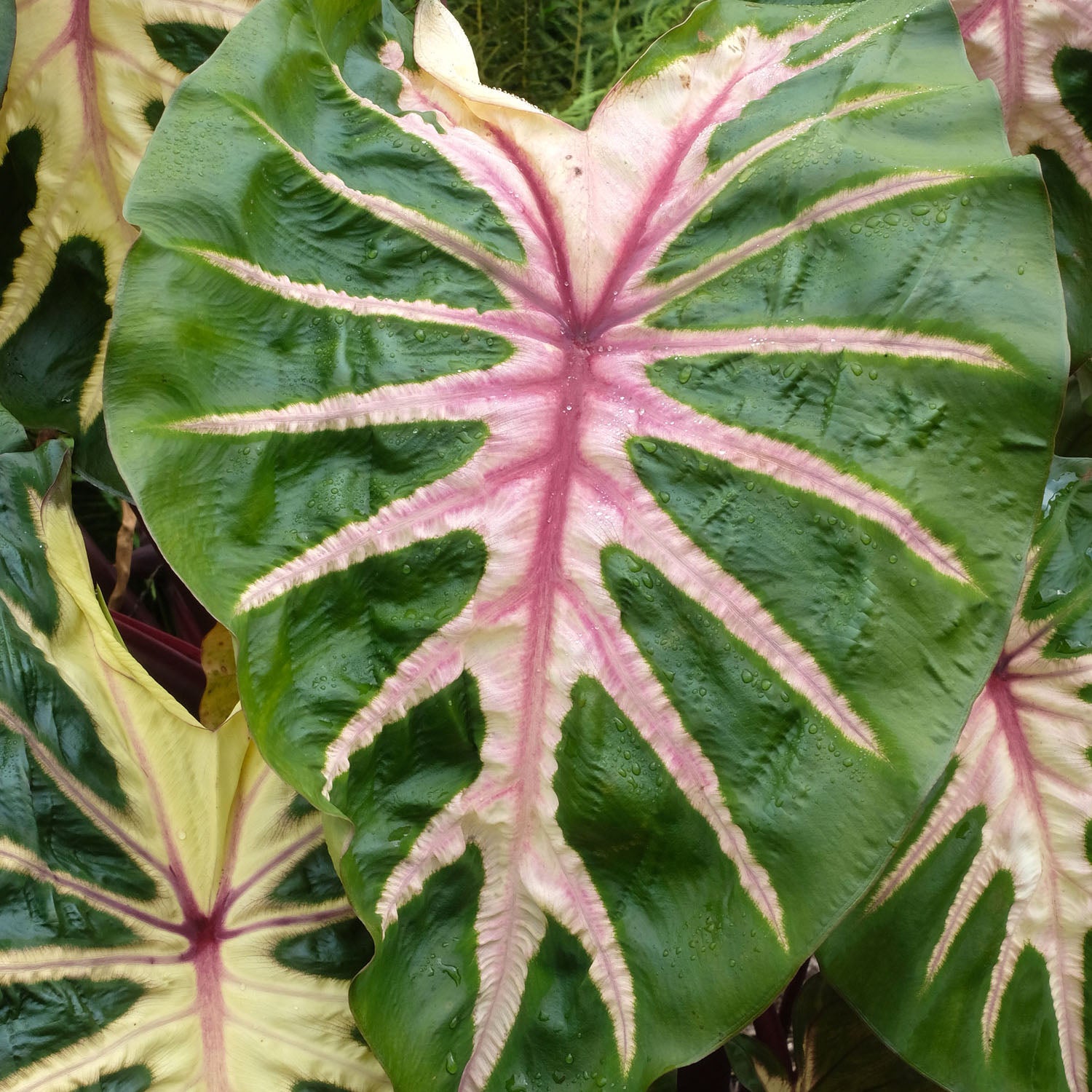 Royal Hawaiian Waikiki Colocasia