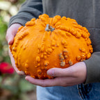 Sanchez Pumpkin
