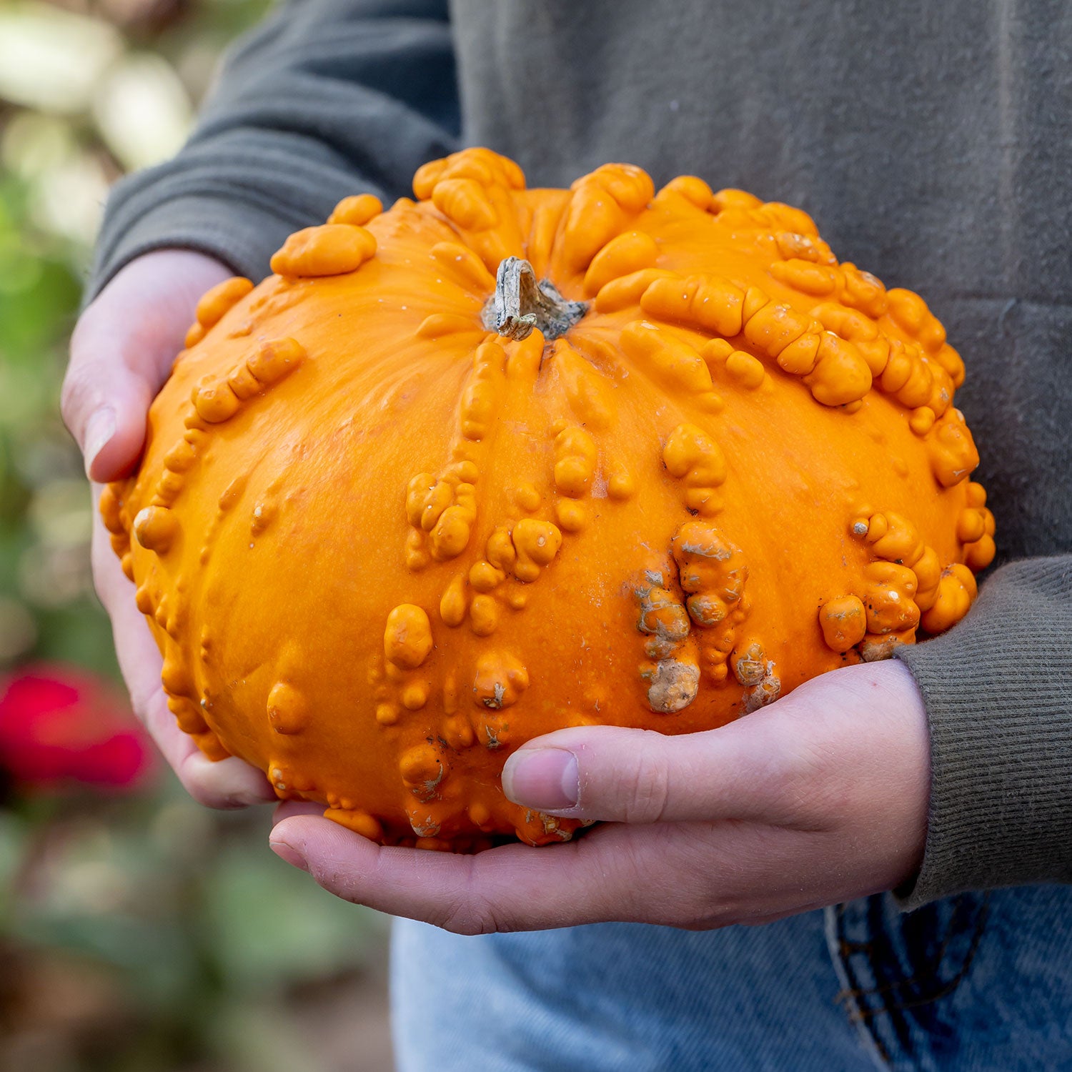 Sanchez Pumpkin