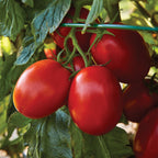 Roma Tomato