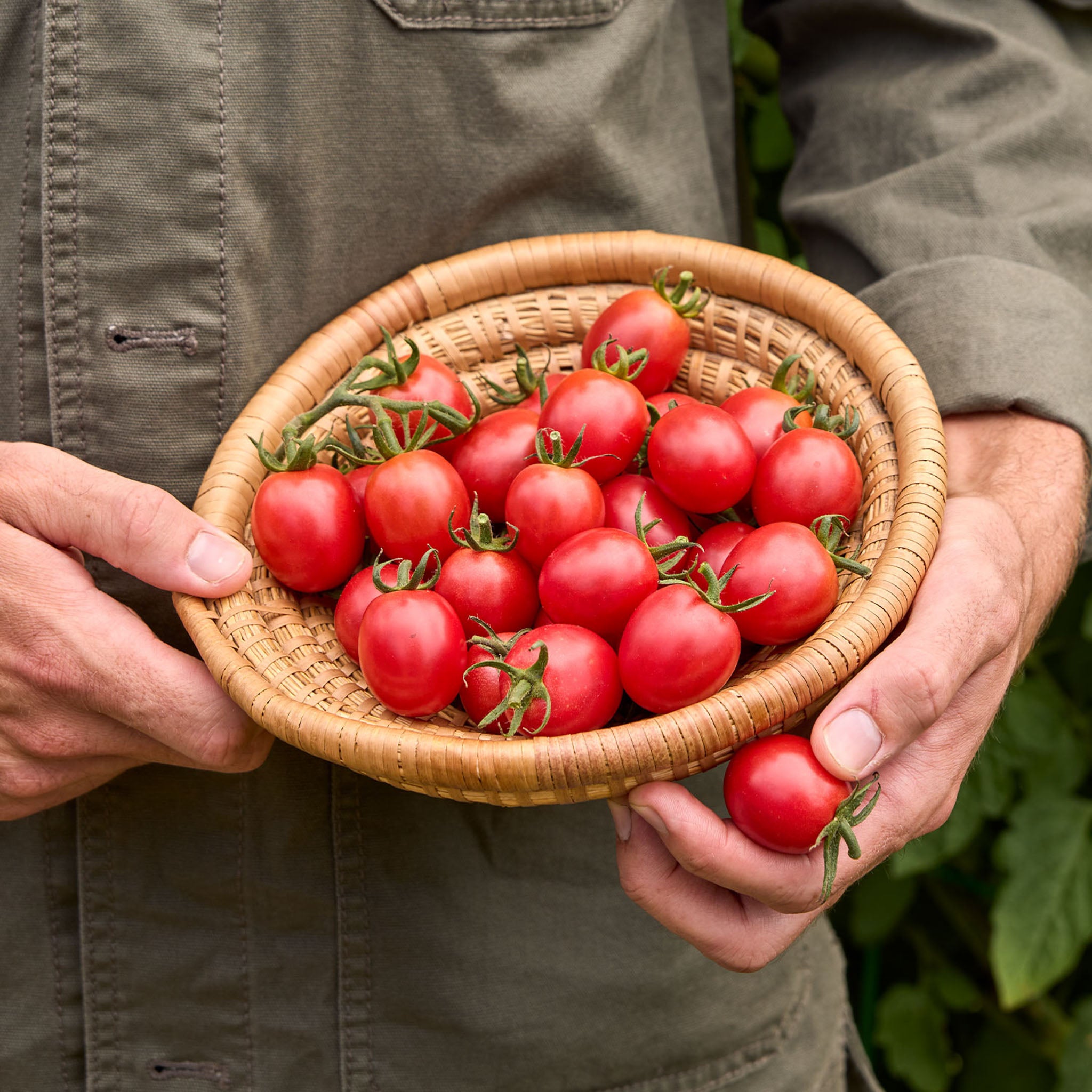 Sunpeach Tomato