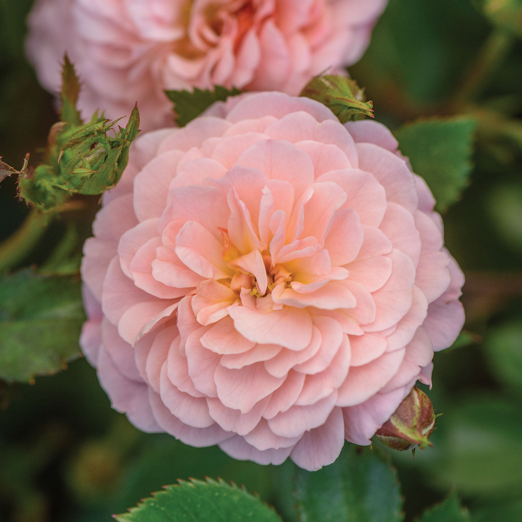 Apricot Drift Rose Bare Root