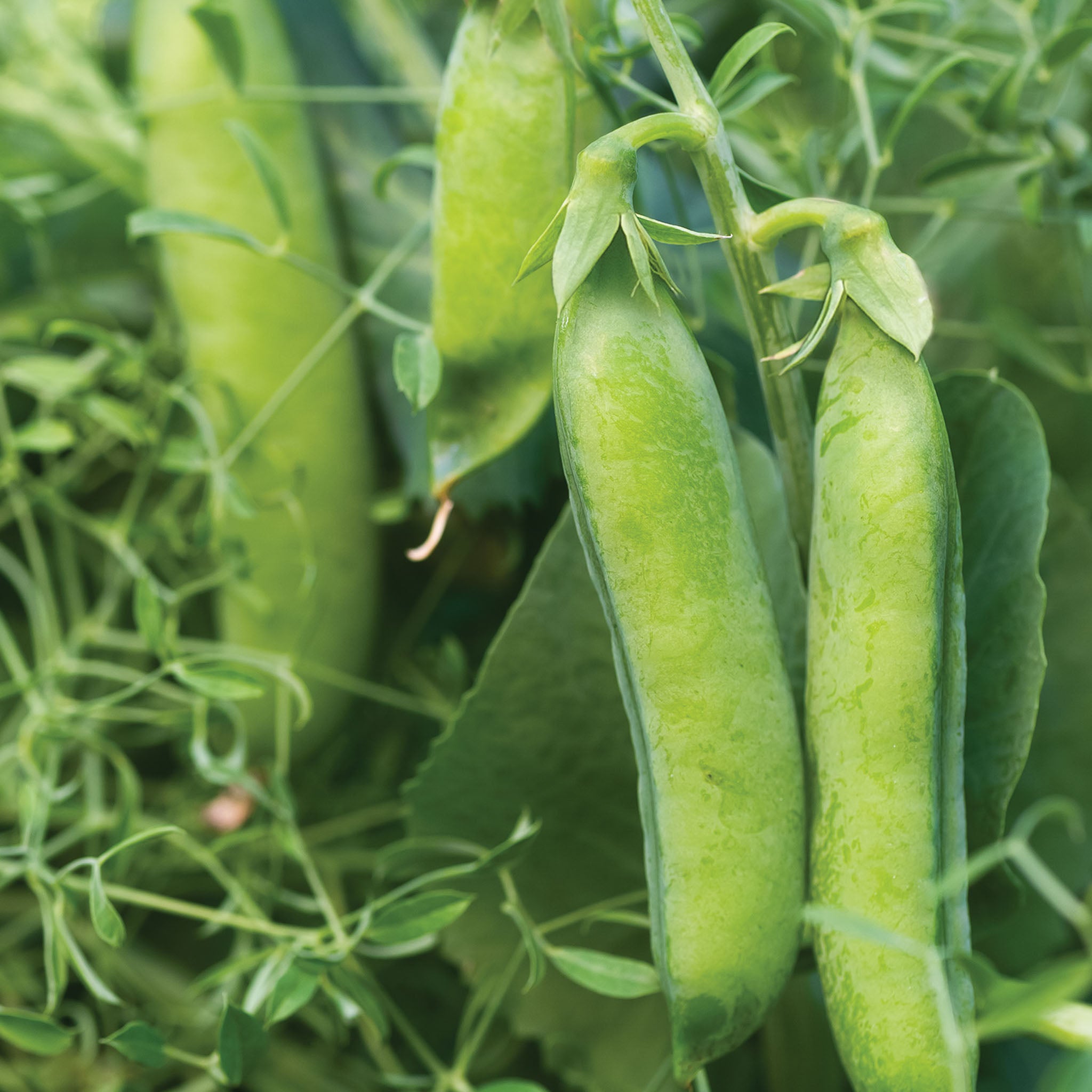 Masterpiece Pea