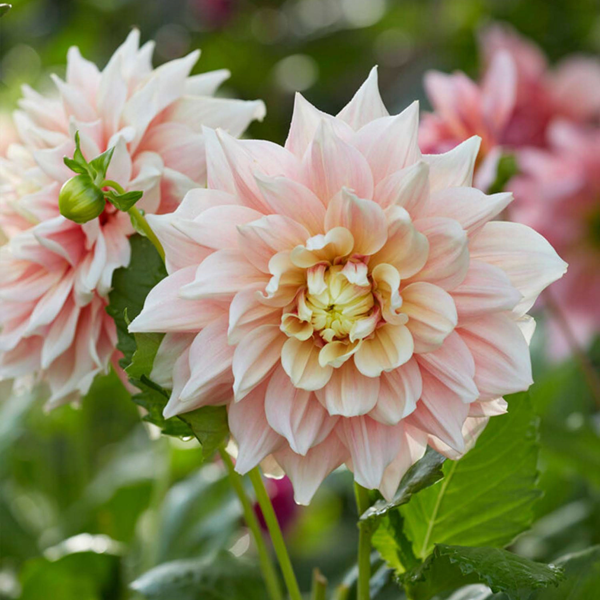 Break Out Dahlia Tubers