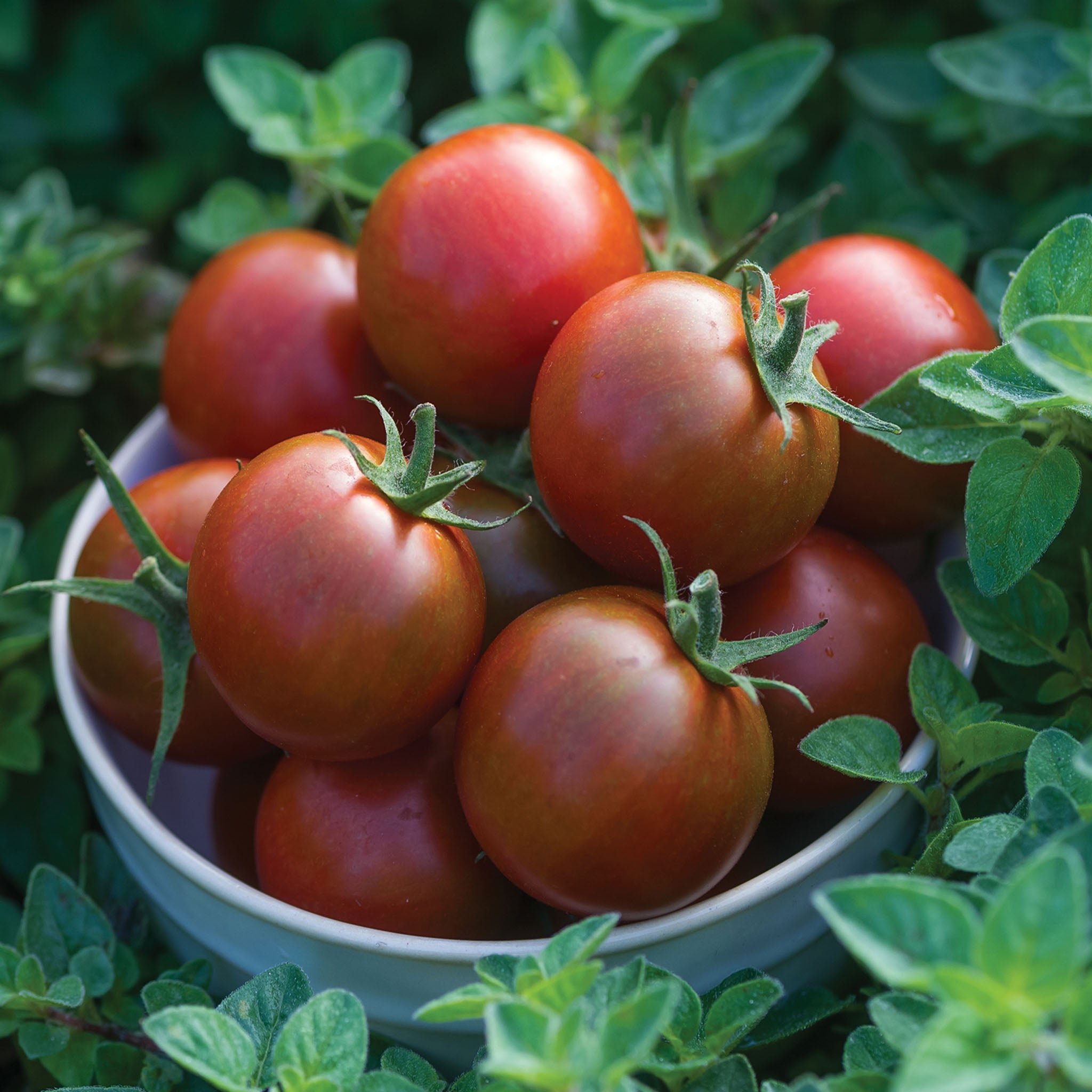 Sunchocola Tomato