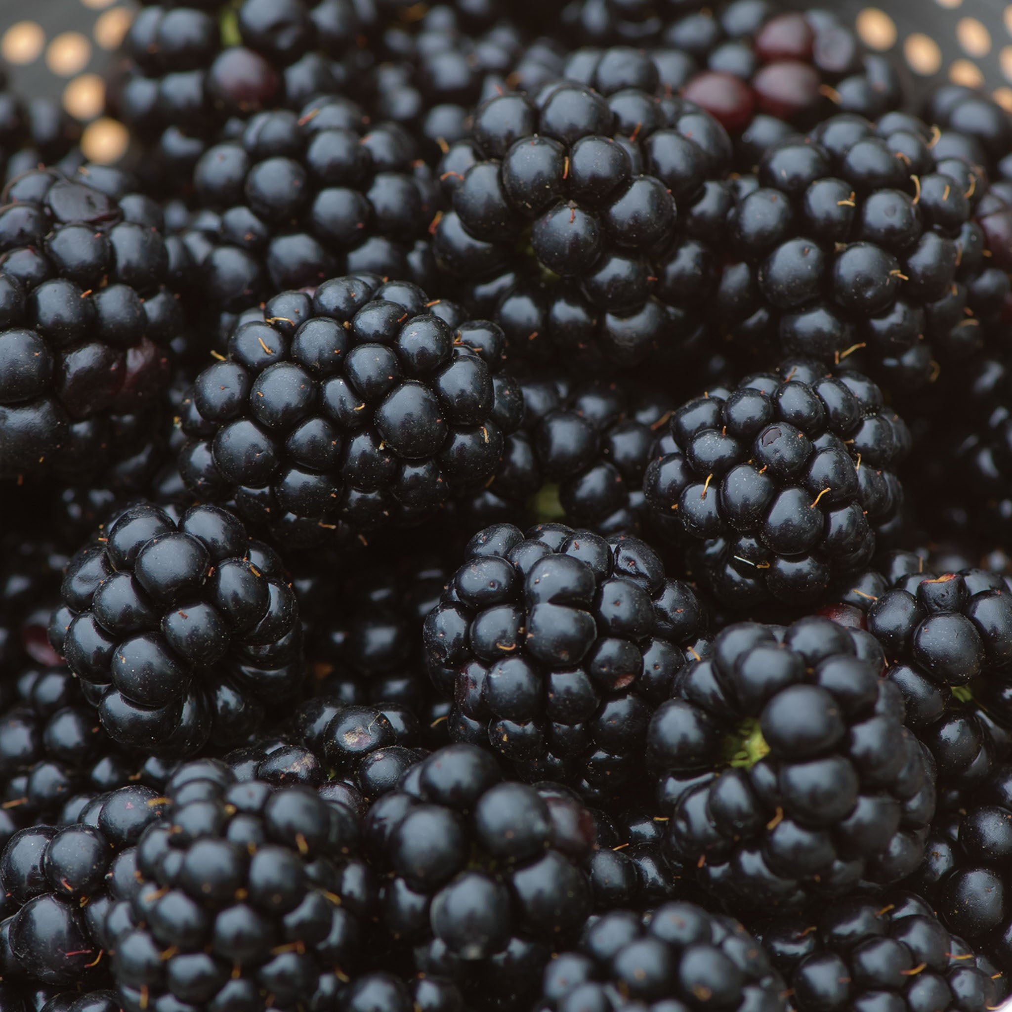 Chester Blackberry Bare Roots