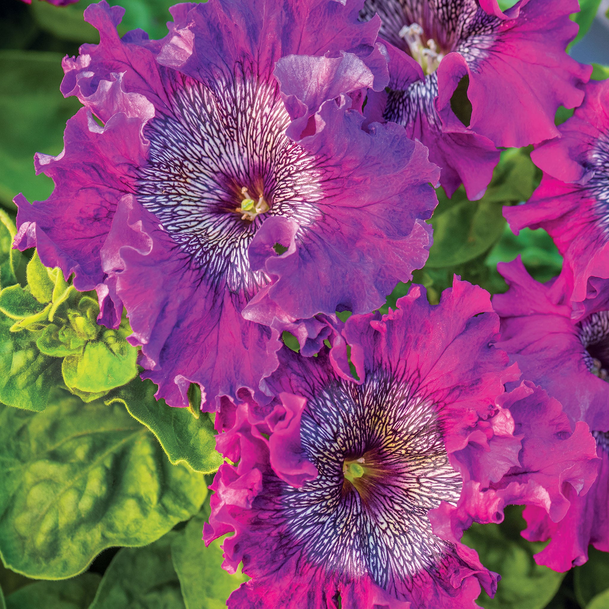 Spellbound Dark Purple Petunia