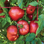 Medium Rare Tomato