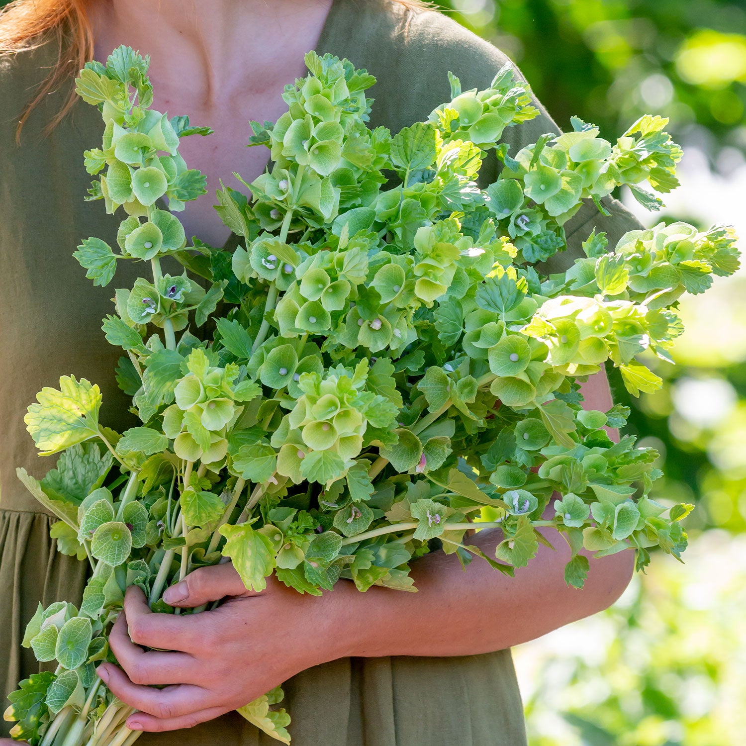 Moluccella Laevis Bells Of Ireland