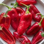 Nibbler Red Sweet Pepper