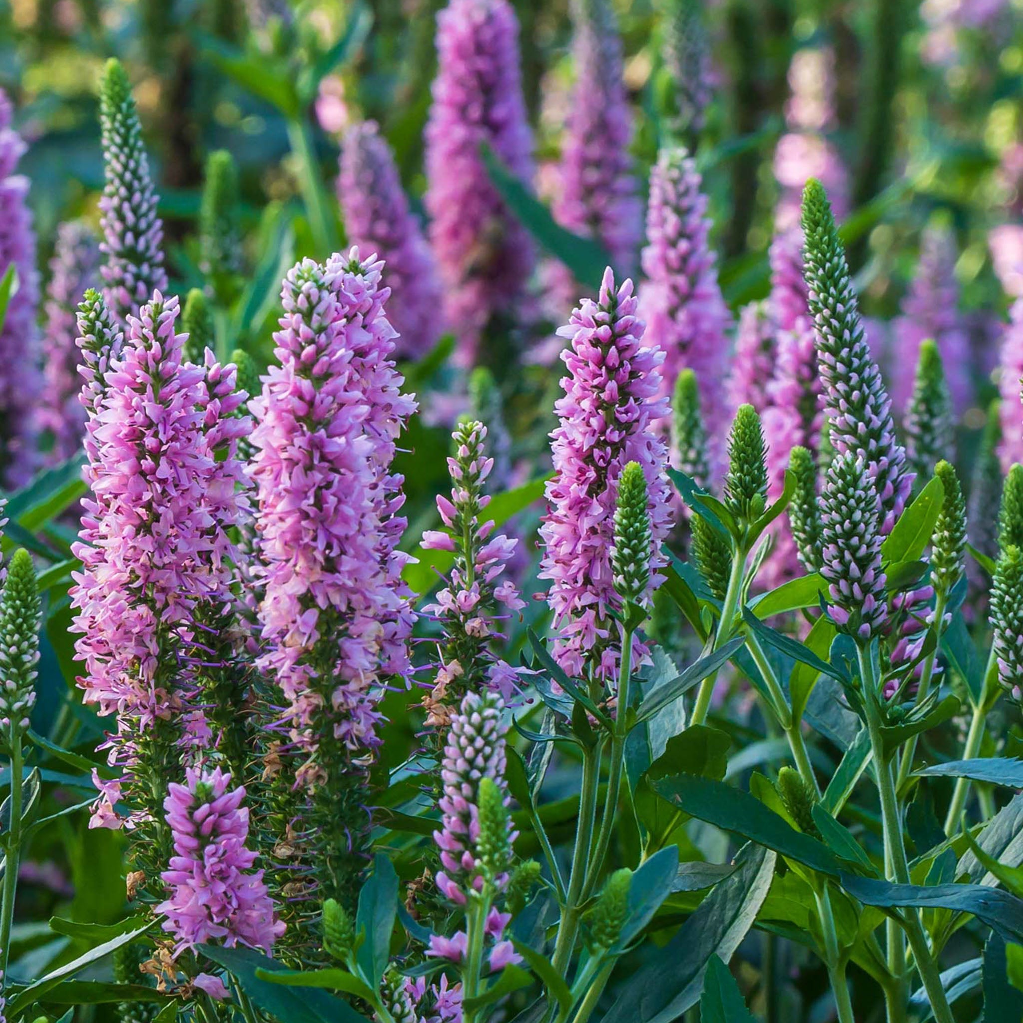 Skyward Pink Veronica