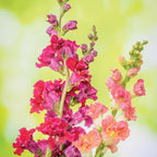 Madame Butterfly Mix Snapdragon