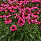 Sombrero Rosada Echinacea