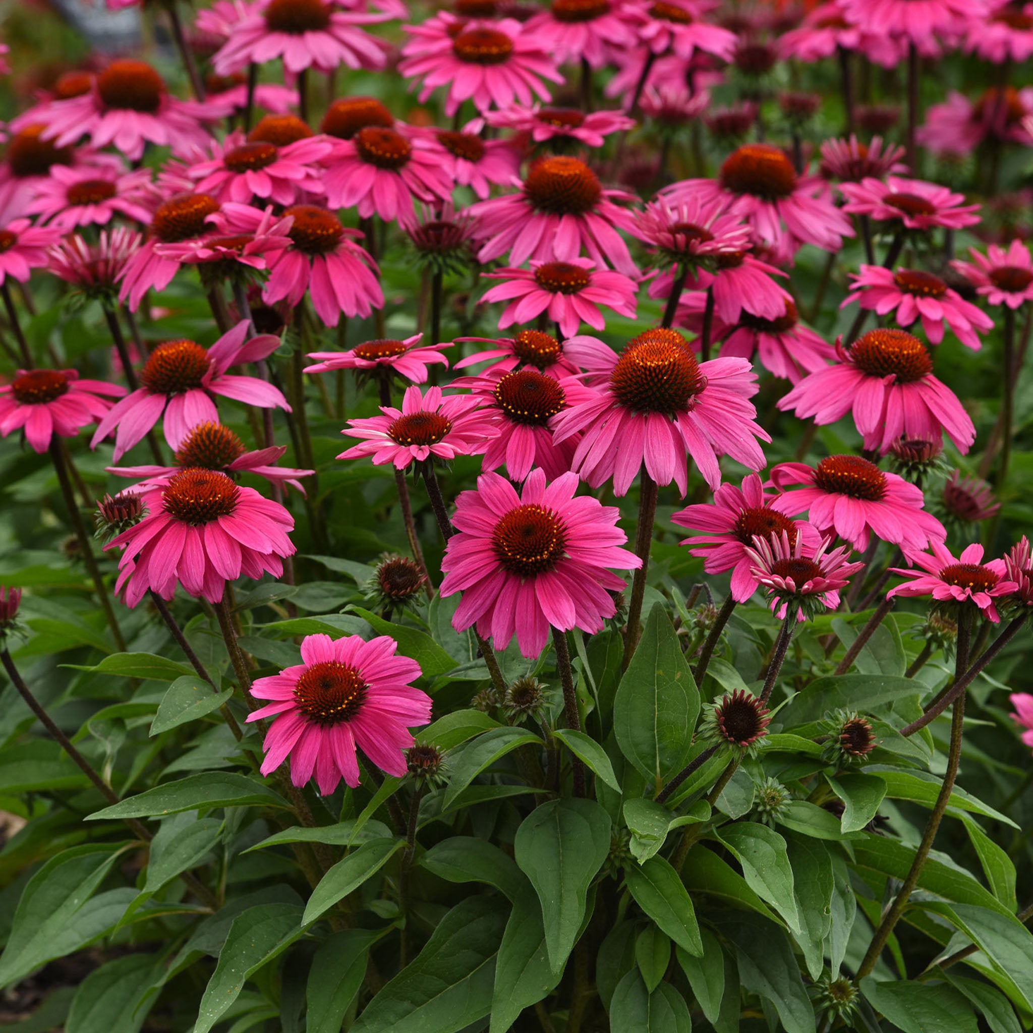 Sombrero Rosada Echinacea