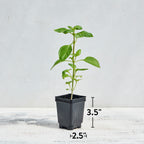 Limoncello Lemon Scented Basil