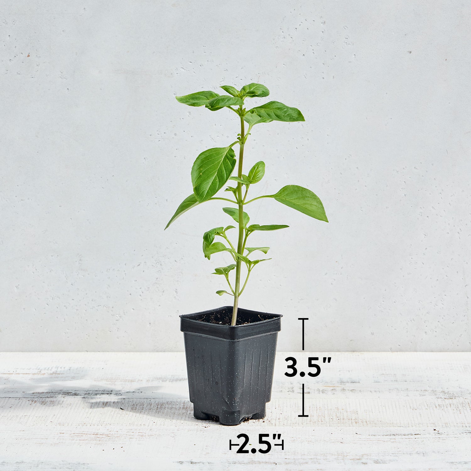 Limoncello Lemon Scented Basil