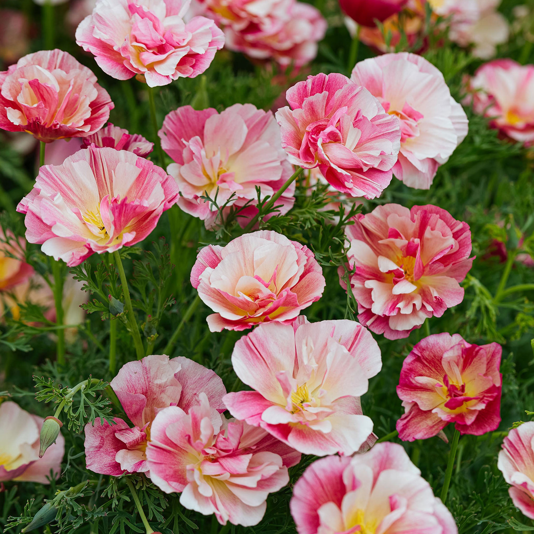 Frilly Fun Appleblossom California Poppy