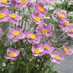 Fantasy Cinderella PPAF Anemone