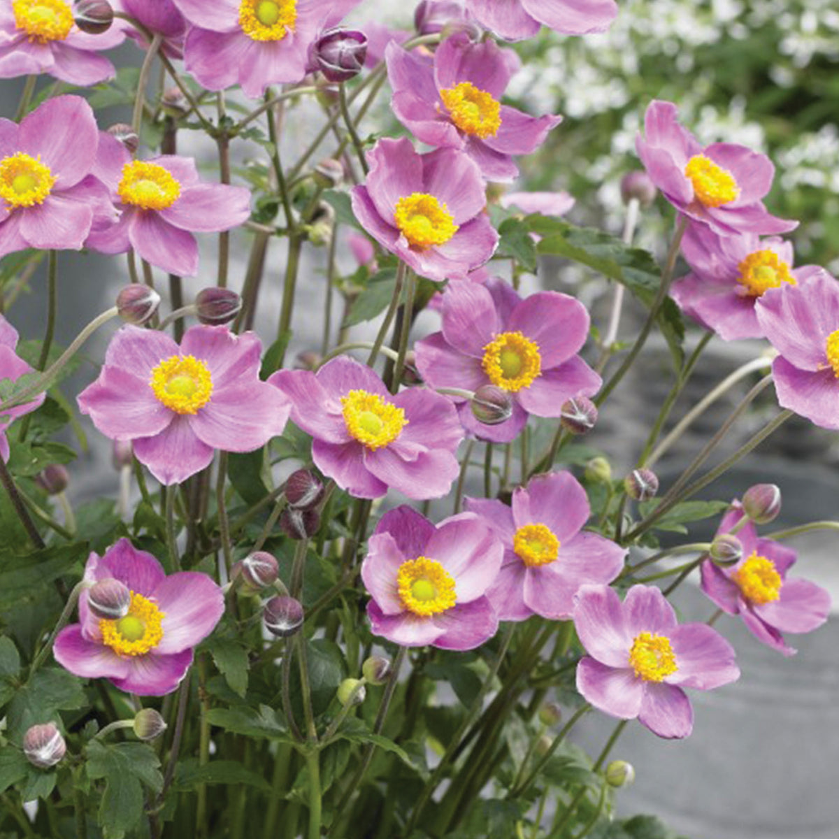 Fantasy Cinderella PPAF Anemone
