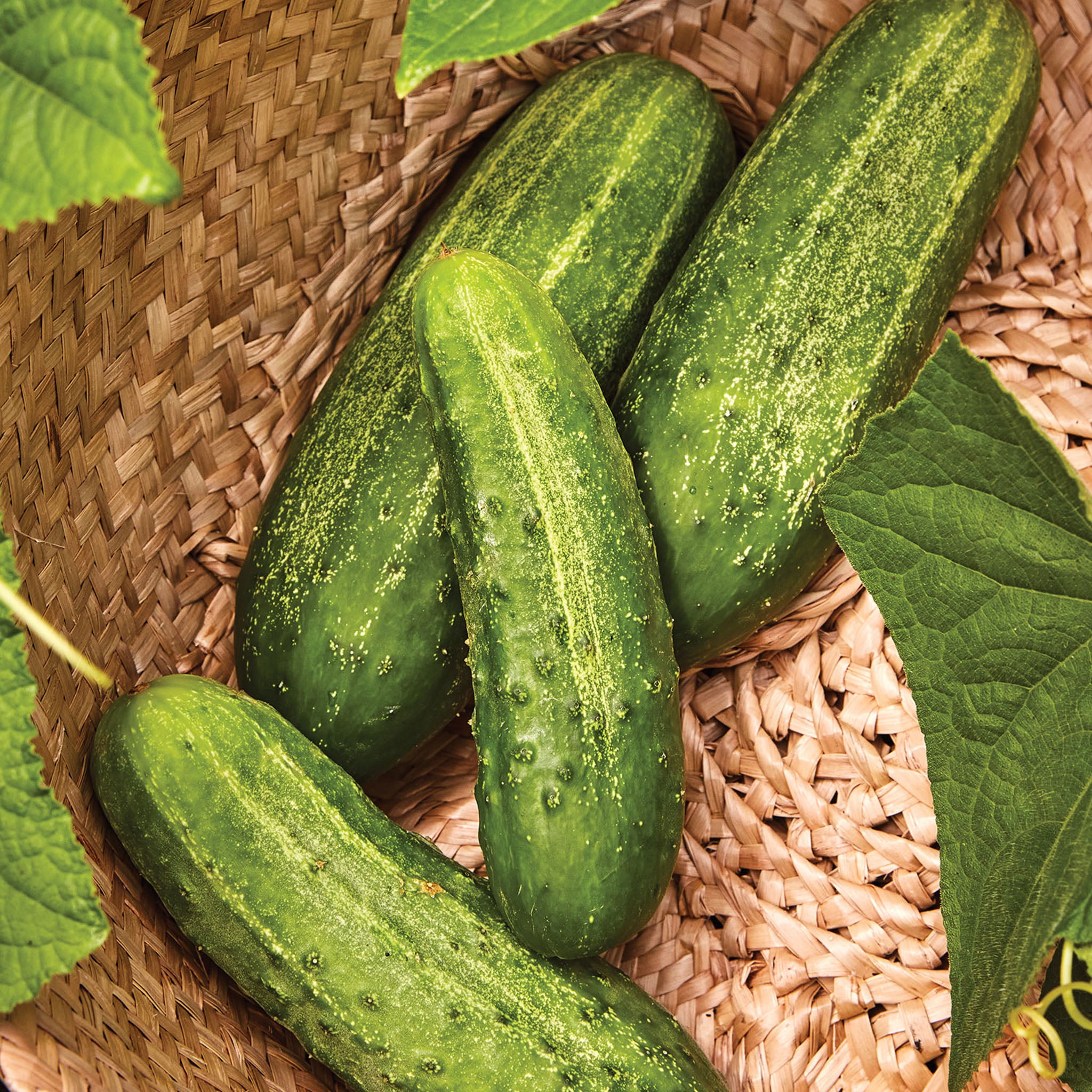Burpee Pickler Cucumber