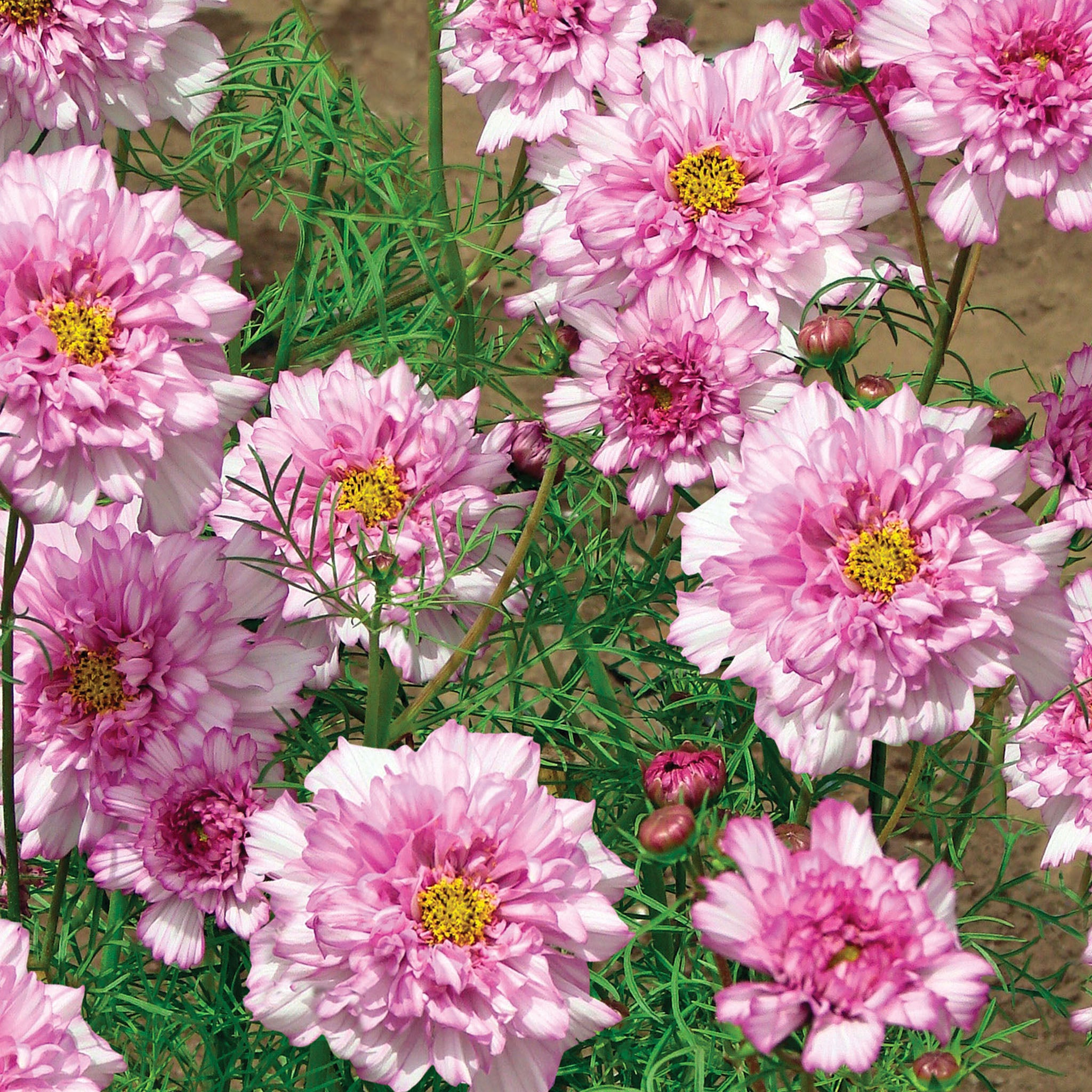 Double Click Bicolor Pink Cosmos