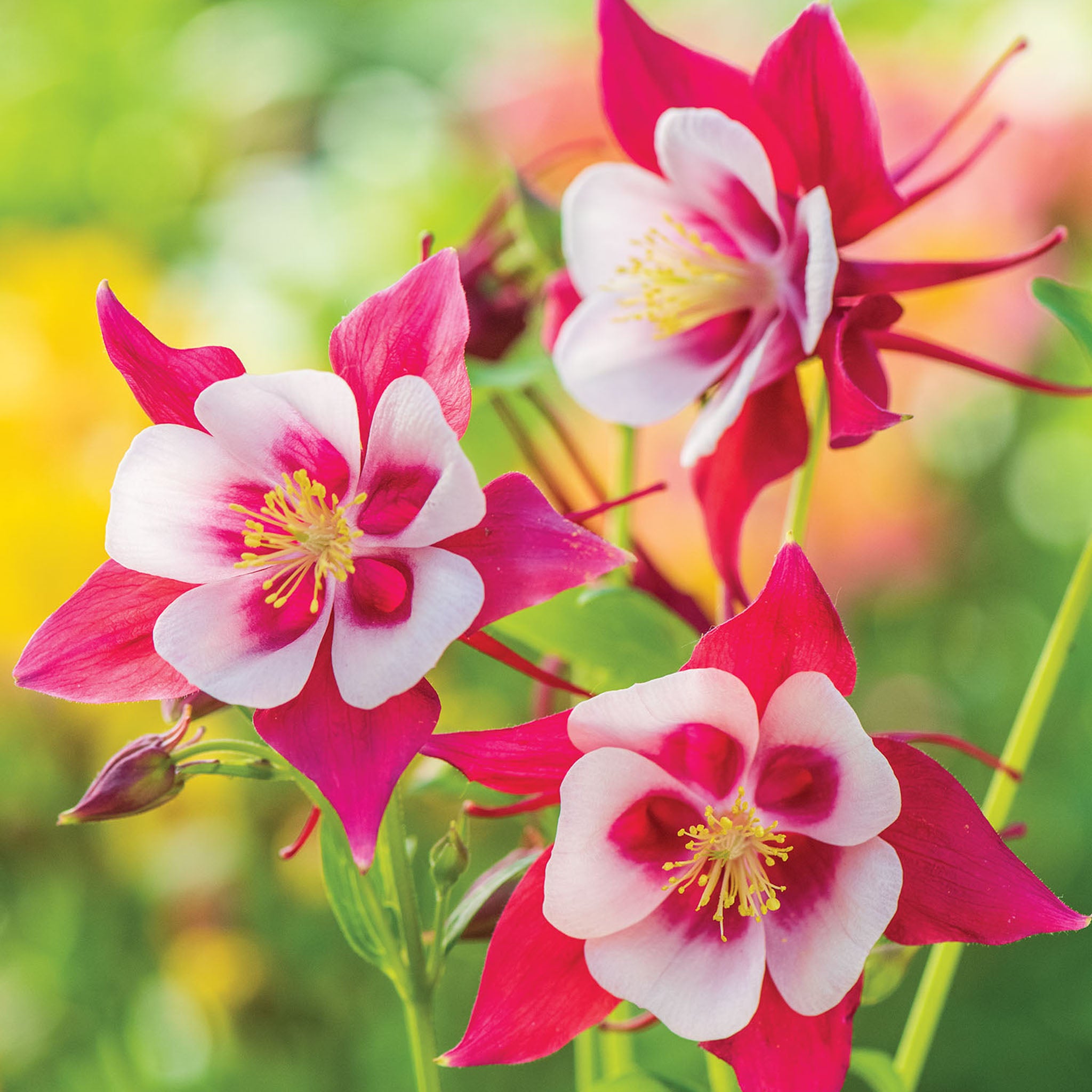 Early Bird Red & White Columbine