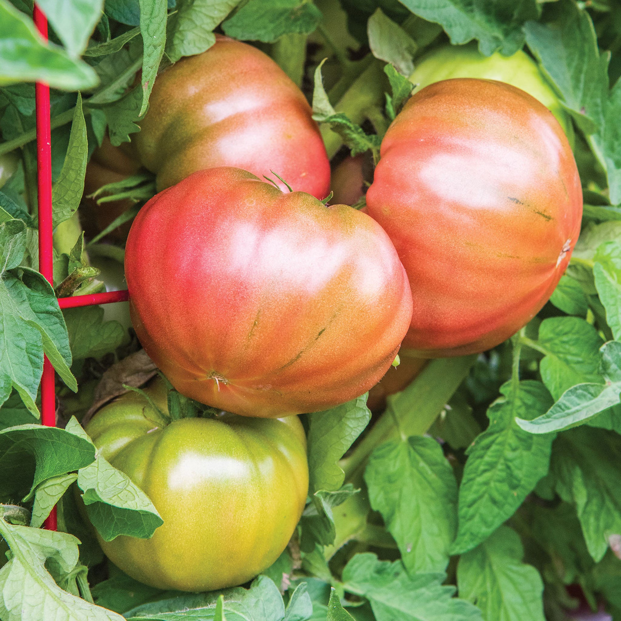 Darkstar Tomato