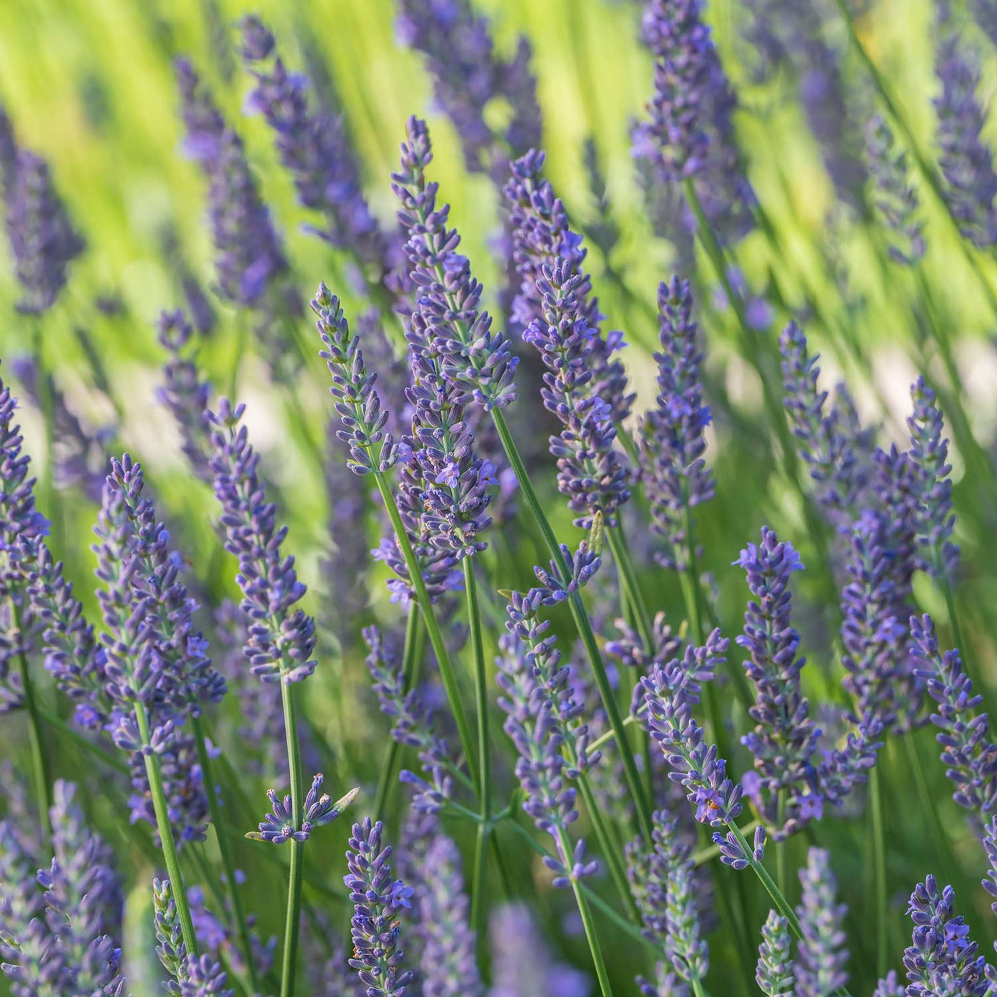 Sensational!® Lavender