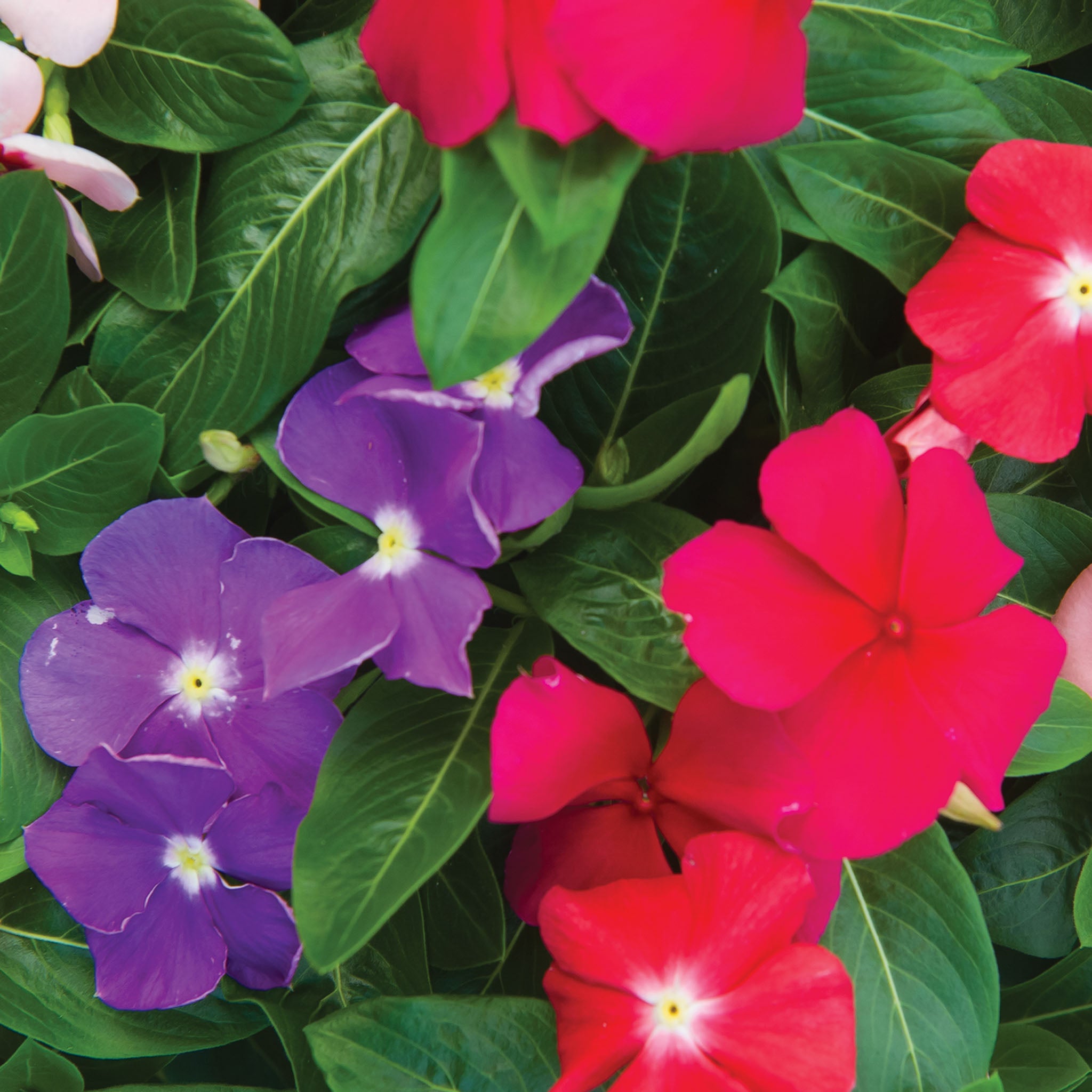 Arizona Mix Vinca