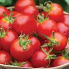 Baby Boomer Tomato